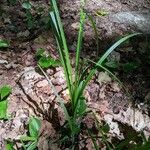 Carex sparganioides Habitus