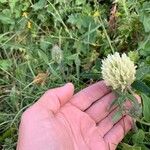 Trifolium canescens Flower