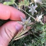 Astragalus sesameus Fruit