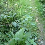 Cirsium oleraceum Habitus