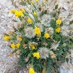 Stenotus acaulis Flor