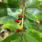 Erythroxylum macrophyllum Fruit