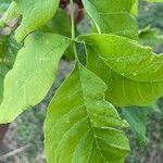 Fraxinus latifolia Leaf