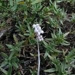Plocama calabrica Çiçek