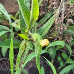 Commelina africana Flower