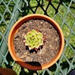 Sempervivum tectorumLeaf