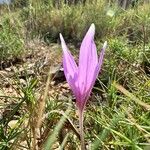 Colchicum longifolium Flower