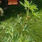 Lupinus arboreus Feuille