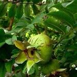 Rosa villosa Fruit