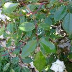 Rosa sempervirens পাতা