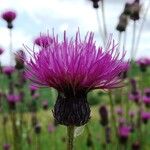 Cirsium pannonicum