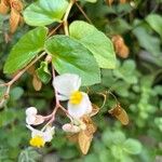 Begonia hirtella 花