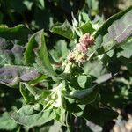 Atriplex suberecta Flor