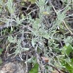 Artemisia tridentataपत्ता