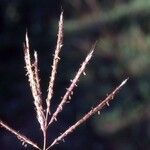 Digitaria ischaemum Квітка