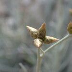 Phagnalon sordidum Blomst