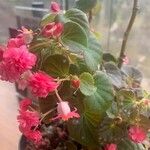 Begonia hirtella 葉