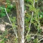 Larix laricina Bark