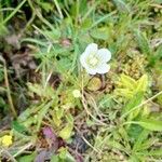 Parnassia palustrisBlodyn