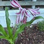 Crinum bulbispermum Lorea