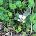 Viola hederacea Çiçek