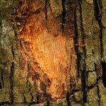 Baphia pubescens Φλοιός