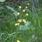 Crepis praemorsa Altul/Alta