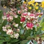 Kalanchoe miniata Blomst