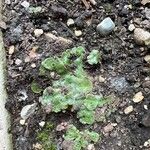 Saxifraga paniculata পাতা