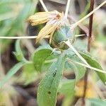 Centaurea hyalolepis Fruit