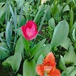 Tulipa agenensisFlors