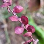 Atriplex hortensis Fruto