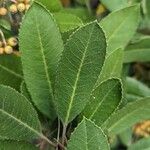 Photinia arbutifolia পাতা