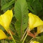 Oenothera glazioviana Leaf