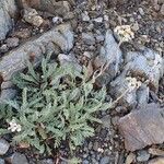 Achillea nana Habit