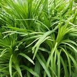 Liatris spicata Облик