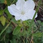 Ruellia bignoniiflora Flower