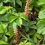 Orobanche flava Flor