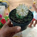 Gymnocalycium anisitsii Flower