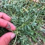 Lepidium coronopus Feuille