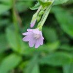Epilobium montanum 花