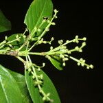 Hedyosmum bonplandianum Frucht