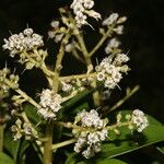 Ardisia densiflora 花
