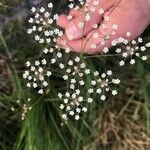 Carum verticillatum Flor