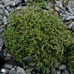 Selaginella borealis Buveinė