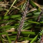 Carex picta Fruit