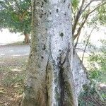 Sterculia apetala Bark