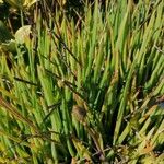 Plantago crassifolia Blatt