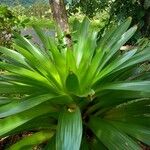 Guzmania plumieri Feuille