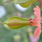 Gypsophila vaccaria Fruit